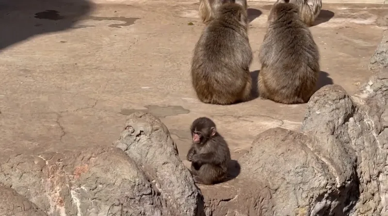 Punch sitting alone on rocks while other monkeys ignore him