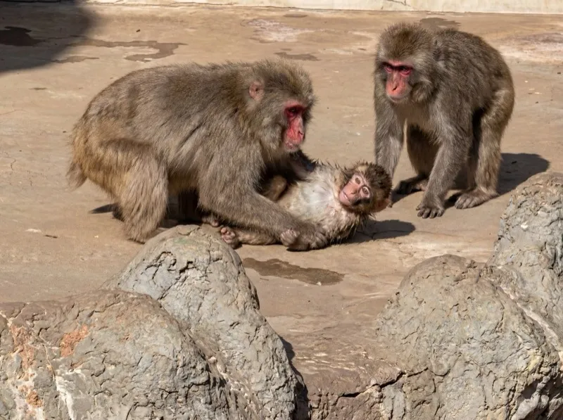 Punch pinned down and attacked by a larger monkey