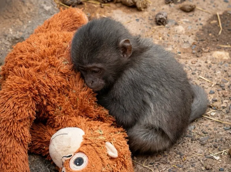 Punch pressing his face lovingly into his orange plush orangutan