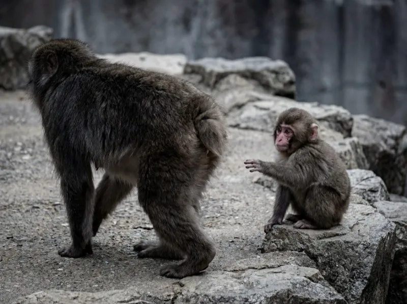 Mother monkey walking away from baby Punch who reaches out crying